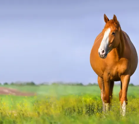 Pregnant Horse